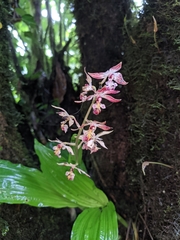 Calanthe brevicornu