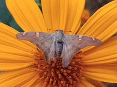 Ectomis octomaculata