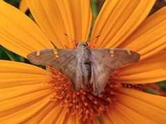 Ectomis octomaculata