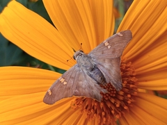 Ectomis octomaculata