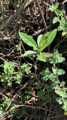 Euphorbia heterophylla