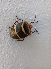 Pharypia nitidiventris