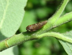 Acericerus vittifrons