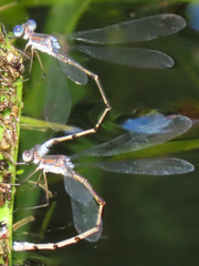 Lestes vidua