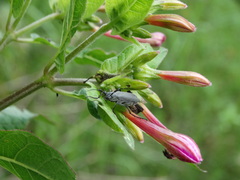 Epicauta curvicornis