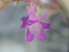 Penstemon confusus