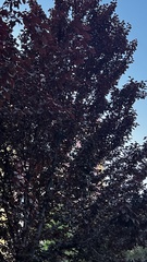 Prunus cerasifera pissardii