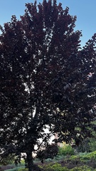 Prunus cerasifera pissardii