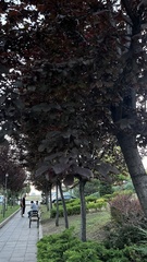 Prunus cerasifera pissardii