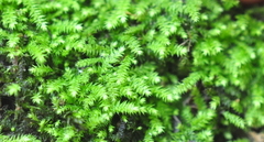 Claopodium whippleanum
