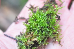 Claopodium whippleanum