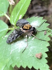 Furia ithacensis