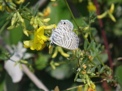 Leptotes marina