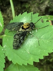 Furia ithacensis