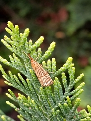 Chrysocrambus