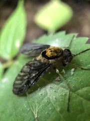 Furia ithacensis