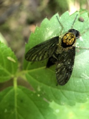 Furia ithacensis