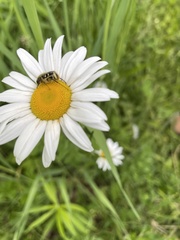 Trichiotinus piger