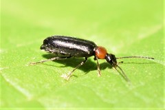 Pedilus lugubris