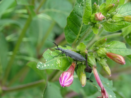 Epicauta curvicornis