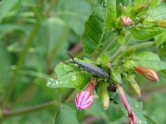 Epicauta curvicornis