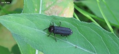 Lucidina kotbandia