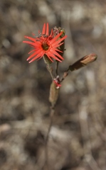 Silene laciniata laciniata