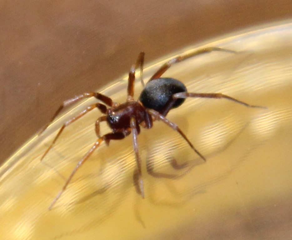 European Ant-eating Spider