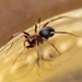 European Ant-eating Spider - Photo (c) Rebecca Ray, some rights reserved (CC BY-NC), uploaded by Rebecca Ray