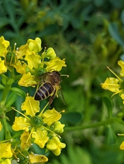 Apis mellifera