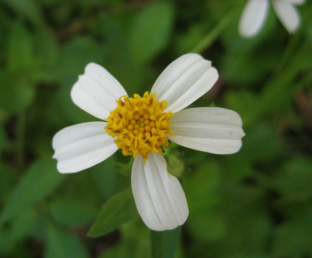 blackjack (Wildflower and Weeds of Singapore) · iNaturalist