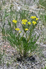 Harbouria trachypleura