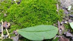 Haplocladium microphyllum