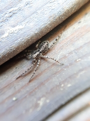 Acantholycosa lignaria