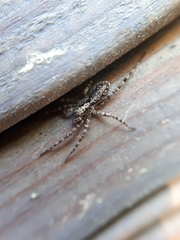 Acantholycosa lignaria