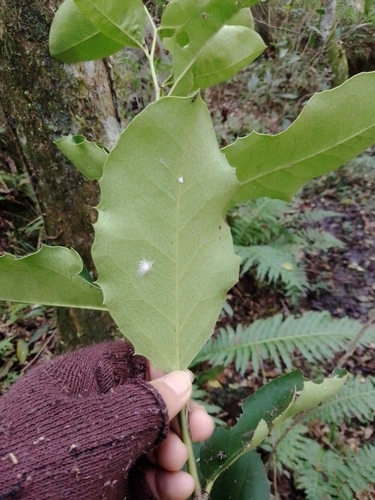 Image of Citronella Gongonha (Citronella gongonha) by no rights reserved