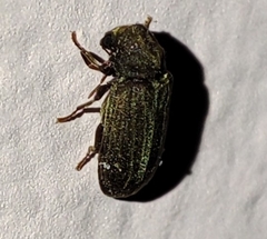 Anobium punctatum