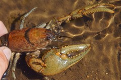 Cambarus eeseeohensis