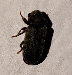 Anobium punctatum