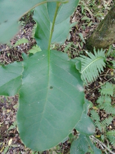 Image of Citronella Gongonha (Citronella gongonha) by no rights reserved
