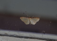 Idaea humiliata