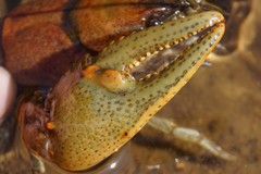 Cambarus eeseeohensis