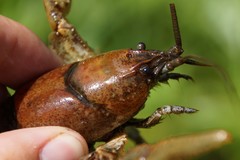 Cambarus eeseeohensis