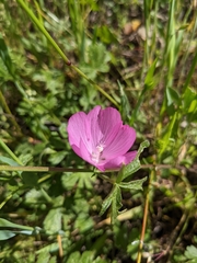 Sidalcea asprella