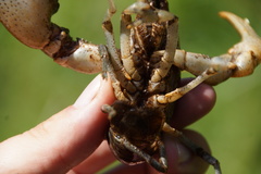 Cambarus eeseeohensis