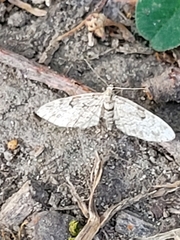 Eupithecia tantillaria