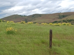 Lupinus sulphureus