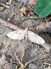 Eupithecia tantillaria