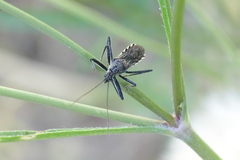 Sphedanolestes lividigaster