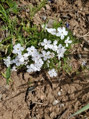 Phlox multiflora
